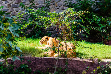 Two lionesses (Panthera leo) resting among the green vegetation