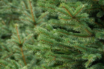 Christmas trees and needles in a Christmas tree cultivation farm and nursery.