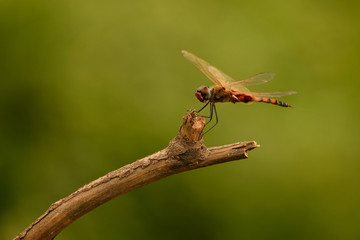 dragonfly on wood