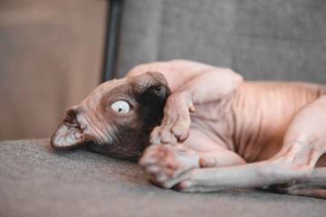 canadian Sphynx lies on a gray chair, the cat is resting