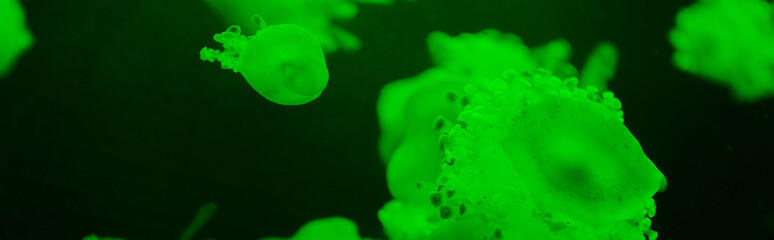 Panoramic shot of Cassiopeia jellyfishes with green neon light on dark background