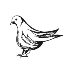 Fototapeta na wymiar bird pigeon sitting object isolated