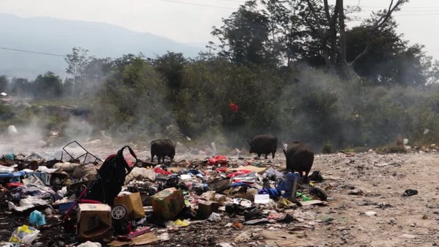 Pigs scavenging on burning trash heap in the middle of the jungle.