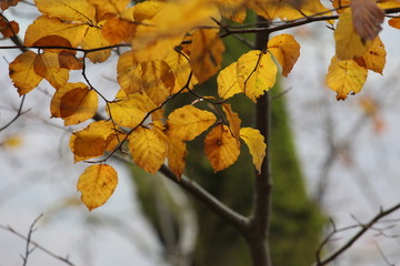 A photograph of yellow and orange autumnal leaves with a natural forest woodland background.  Shallow depth of field and beautiful autumn colours