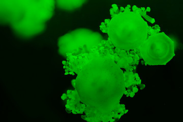 Selective focus of cassiopea jellyfishes with green neon light on dark background