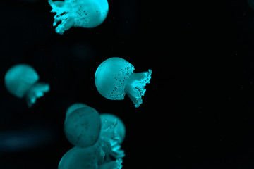 Fototapeta na wymiar Selective focus of spotted jellyfishes in blue neon light on black background