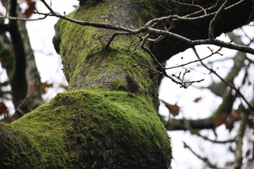 A photograph of a female chaffinch sat on the mossy trunk of an oak tree.   Natural British woodland and wildlife.  Autumnal forest. 