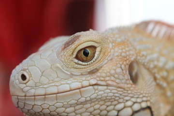Fototapeta premium closeup of a iguana