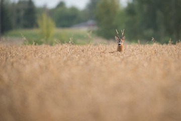 Roebuck - buck (Capreolus capreolus) Roe deer - goat