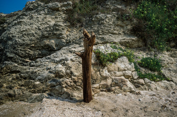Dead tree aganist rock coast, gargano Italy