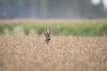 Roebuck - buck (Capreolus capreolus) Roe deer - goat
