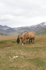 Fototapeta na wymiar Wild Icelandic horses