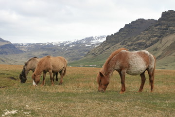 Wild Icelandic horses