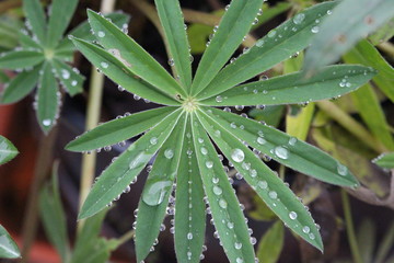 A close up photograph of water droplets sat on the delicate leaves of a lupin plant.