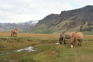 Fototapeta na wymiar Wild Icelandic horses