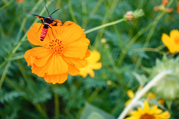 A honey bee on orange cosmos flower