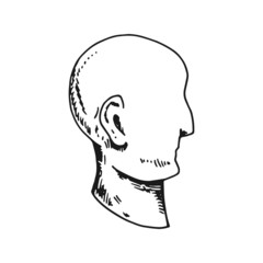 the bald head of a man. man sketch