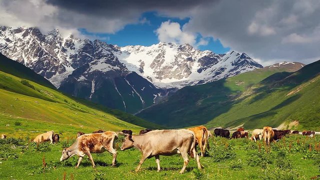 Cows grazing on alpine meadow at the foot of Shkhara glacier.