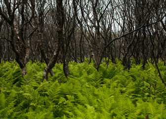 Green fern in forest. Looks like pattern
