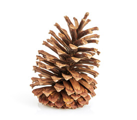 pine cones 