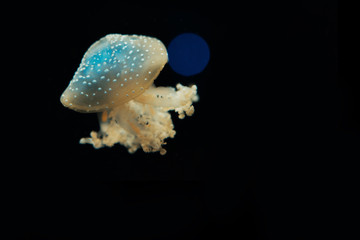 Spotted jellyfish in light on black background