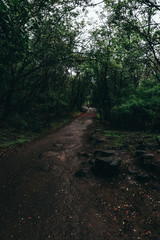 landscape of forest trail with canopy of trees as a tunnel