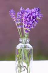 Beautiful lavender flowers.