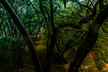 forest foliage with trees and green leaves