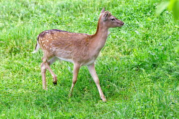 A young deer walks the green meadow in the spring, in Karlovo, Bulgaria