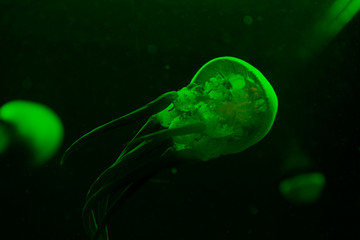 Naklejka premium Selective focus of jellyfishes in green neon light on black background