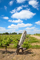 Cèpe de vigne en été dans un vignoble de France. Paysage d'Anjou en Pays de la Loire