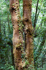 Dos troncos de árbol unidos en el bosque