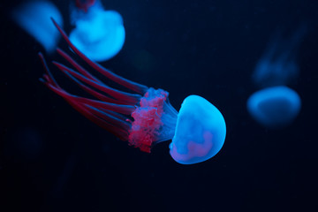 Close up of blue jellyfish on black background © LIGHTFIELD STUDIOS