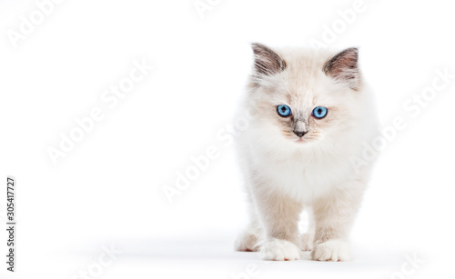 small ragdoll cat