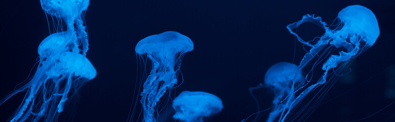 Jellyfishes with tentacles in blue neon light on dark background, panoramic shot