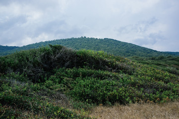 Fototapeta na wymiar Calarossa, Gargano, Italy. Mediterranean scrub floraon background green hill, with herbs and seasonings