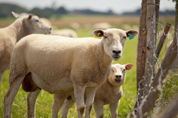 Moutons dans un champ en capagne Française
