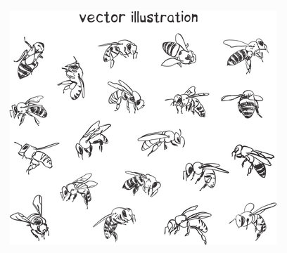 sketch of bees