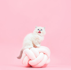 Ragdoll cat, small cute kitten sticking tongue out. Funny portrait