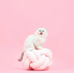 Fotobehang Ragdoll cat, small cute kitten sticking tongue out. Funny portrait © Photocreo Bednarek