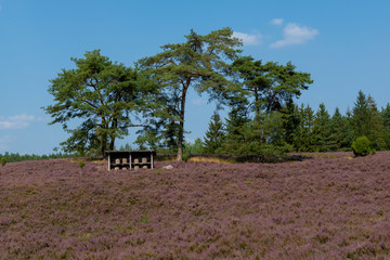 L&uuml;neburger Heide