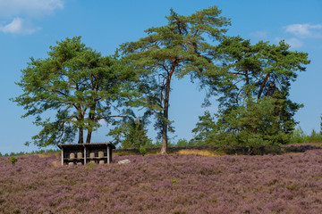L&uuml;neburger Heide