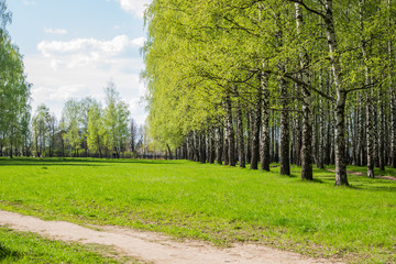 Spring Birch Trees Park 