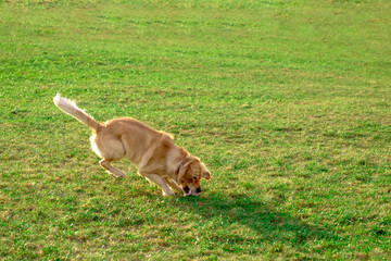 Naklejka na ściany i meble Golden retriever playing with his toy. holding it in his mouth a toy.toy to his feet.standing,lying down or running.Outdoor.