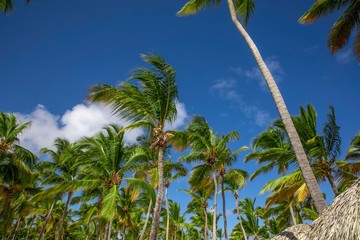 Punta Cana 