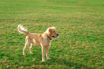 Golden retriever playing with his toy. holding it in his mouth a toy.toy to his feet.standing,lying down or running.Outdoor.