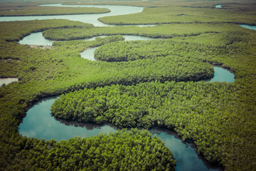 Aerial view of mangrove forest in Gambia. Photo made by drone from above. Africa Natural Landscape.