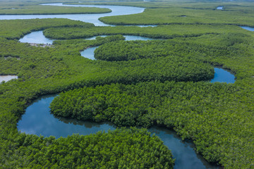 Fototapeta na wymiar Aerial view of mangrove forest in Gambia. Photo made by drone from above. Africa Natural Landscape.