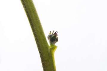 green plant leaves isolated