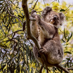 Australian Koala in tree